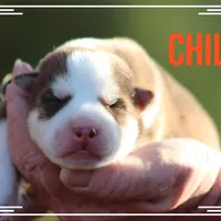 Chile, a male Siberian Husky for sale in Smithville, MS – 1 of 1