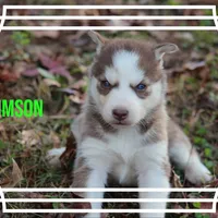 Crimson, a female Siberian Husky for sale in Smithville, MS – 1 of 1