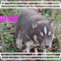 Saffhire, a female Siberian Husky for sale in Smithville, MS – 1 of 1