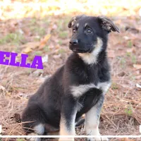 Bella, a female German Shepherd Dog for sale in Smithville, MS – 1 of 1