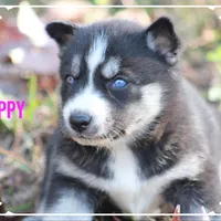 Poppy, a female Siberian Husky for sale in Smithville, MS – 1 of 1