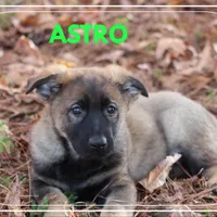 Astro, a male German Shepherd Dog for sale in Smithville, MS – 1 of 1