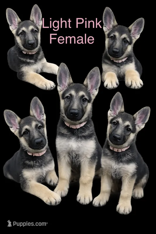Light Pink – German Shepherd Dog puppy for sale in Radiant, VA