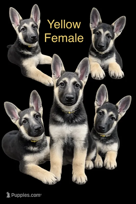 Yellow Collar – German Shepherd Dog puppy for sale in Radiant, VA