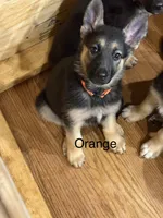 Orange Collar, a female German Shepherd Dog for sale in Radiant, VA – 2 of 2