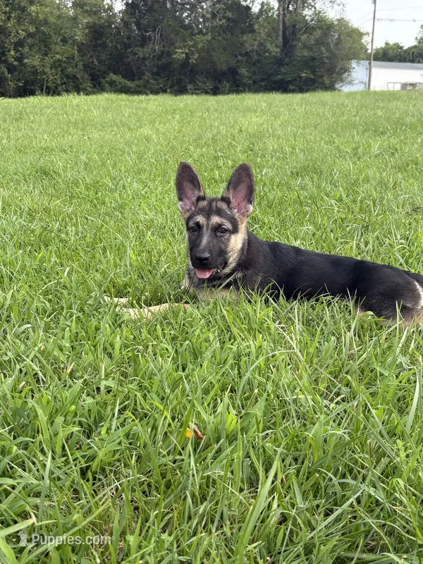 Yellow Collar – German Shepherd Dog puppy on hold in Radiant, VA