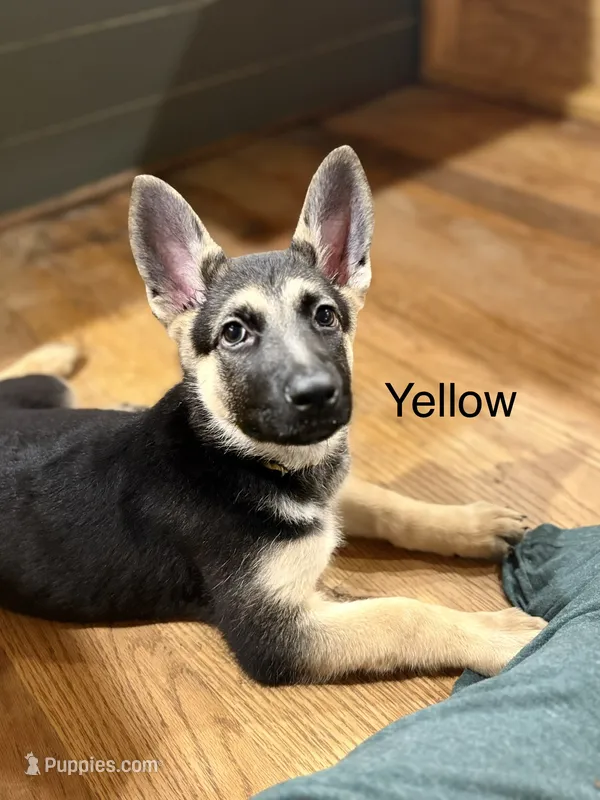 Yellow Collar – German Shepherd Dog puppy for sale in Radiant, VA