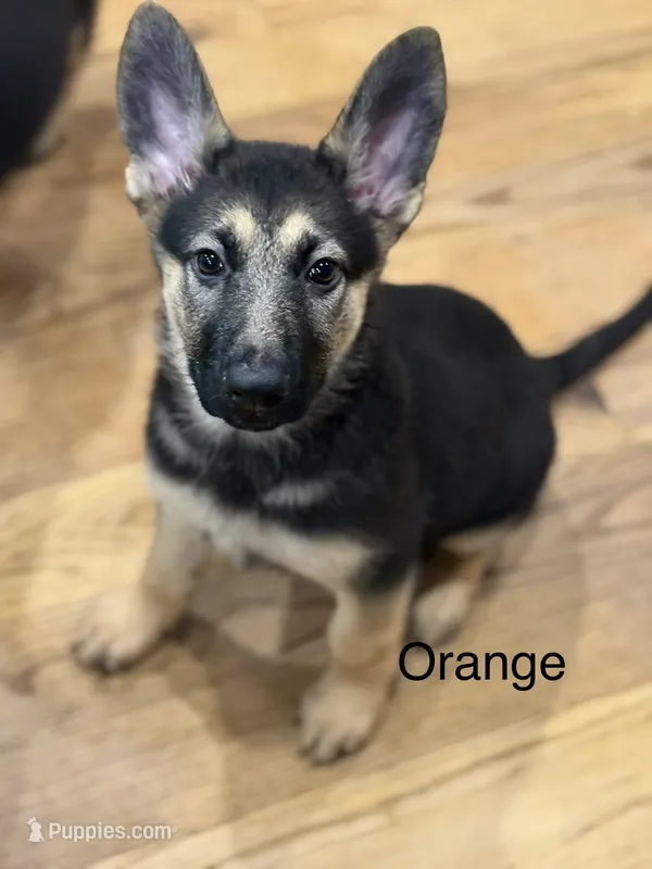 Orange Collar – German Shepherd Dog puppy for sale in Radiant, VA