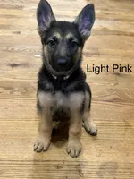 Light Pink, a female German Shepherd Dog for sale in Radiant, VA – 2 of 2