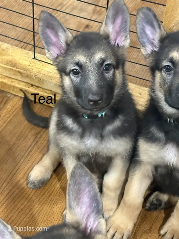Teal Collar – German Shepherd Dog puppy for sale in Radiant, VA
