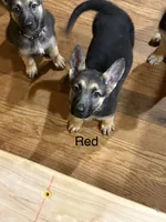 Red Collar, a female German Shepherd Dog for sale in Radiant, VA – 2 of 3