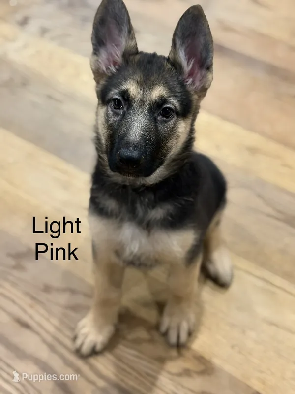 Light Pink – German Shepherd Dog puppy for sale in Radiant, VA