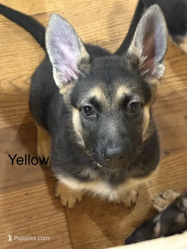 Yellow Collar – German Shepherd Dog puppy for sale in Radiant, VA