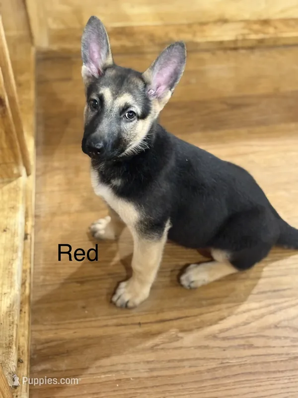 Red Collar – German Shepherd Dog puppy for sale in Radiant, VA