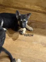 Yellow Collar, a female German Shepherd Dog for sale in Radiant, VA – 2 of 2