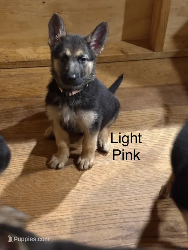Light Pink – German Shepherd Dog puppy for sale in Radiant, VA