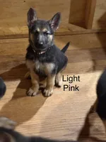 Light Pink, a female German Shepherd Dog for sale in Radiant, VA – 1 of 2