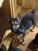 Teal Collar, a female German Shepherd Dog for sale in Radiant, VA – 2 of 2