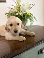 Sugar, a female Golden Retriever for sale in Lykens, PA – Photo 2 of 3