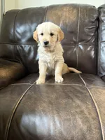 Sugar, a female Golden Retriever for sale in Lykens, PA – Photo 1 of 3