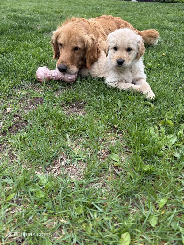 Sugar – Golden Retriever puppy for sale in Lykens, PA