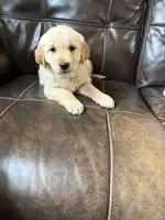Sugar, a female Golden Retriever for sale in Lykens, PA – Photo 3 of 3