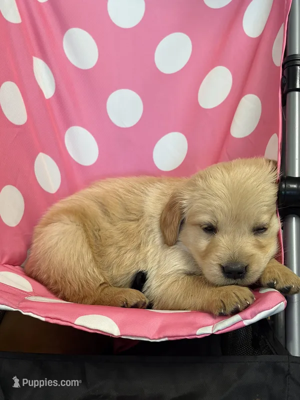 Princess – Golden Retriever puppy for sale in Lykens, PA