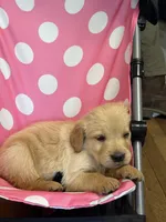 Princess, a female Golden Retriever for sale in Lykens, PA – Photo 2 of 2