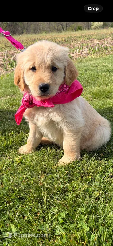 Sugar – Golden Retriever puppy for sale in Lykens, PA