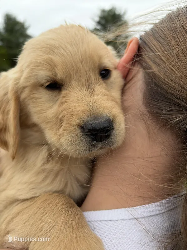 Petunia – Golden Retriever puppy on hold in Lykens, PA