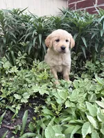 Petunia, a female Golden Retriever for sale in Lykens, PA – Photo 2 of 2