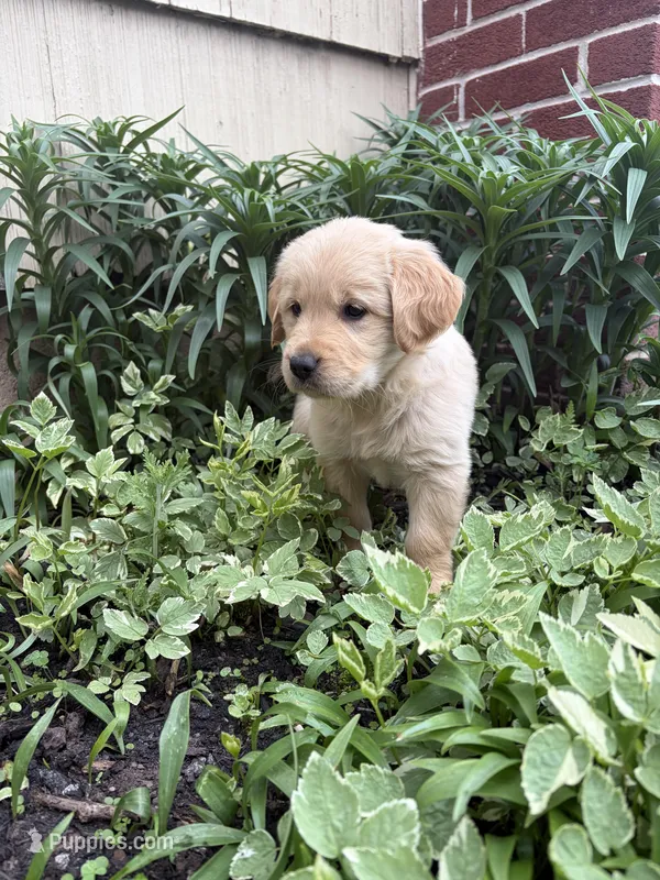 Petunia – Golden Retriever puppy for sale in Lykens, PA