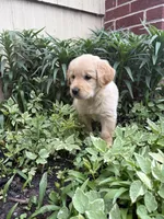 Petunia, a female Golden Retriever for sale in Lykens, PA – Photo 1 of 2