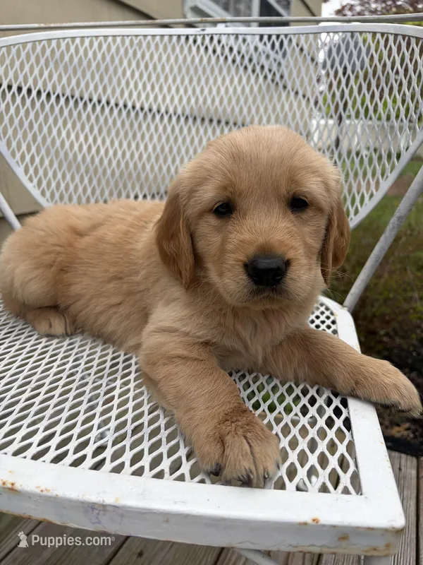 Bow – Golden Retriever puppy for sale in Lykens, PA