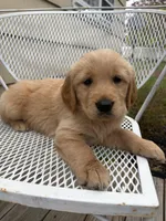 Bow, a male Golden Retriever for sale in Lykens, PA – Photo 1 of 2