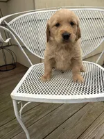 Bow, a male Golden Retriever for sale in Lykens, PA – Photo 2 of 2