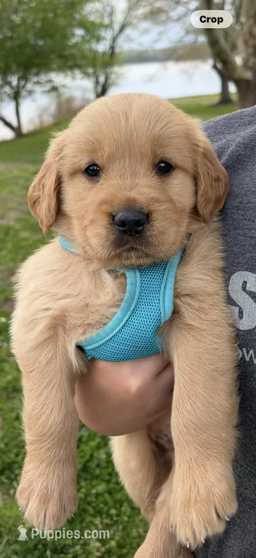 Biscuit – Golden Retriever puppy for sale in Lykens, PA