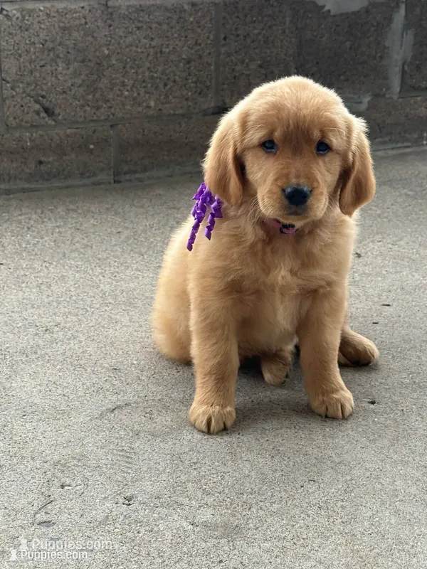 Violet – Golden Retriever puppy for sale in Lykens, PA