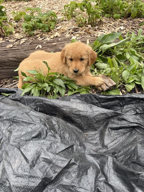 Violet – Golden Retriever puppy for sale in Lykens, PA
