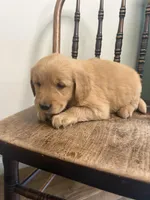 Violet, a female Golden Retriever for sale in Lykens, PA – Photo 2 of 2