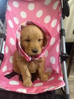 Violet, a female Golden Retriever for sale in Lykens, PA – Photo 1 of 2