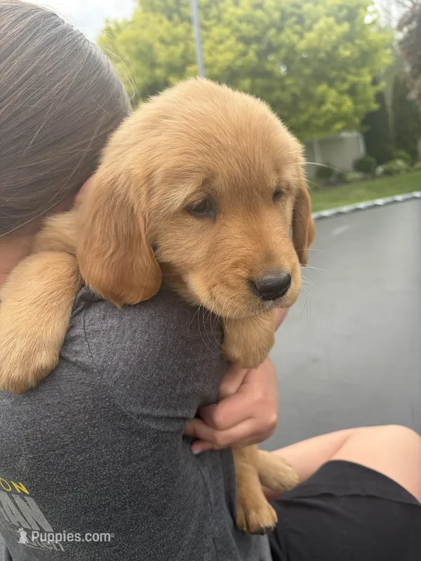 Violet – Golden Retriever puppy for sale in Lykens, PA