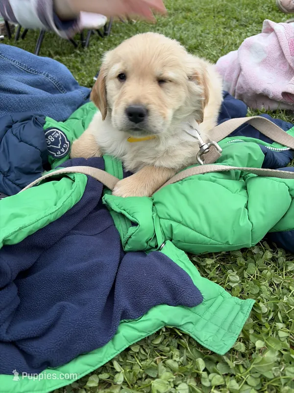 Shortstop – Golden Retriever puppy for sale in Lykens, PA