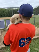 Shortstop, a male Golden Retriever for sale in Lykens, PA – Photo 2 of 5