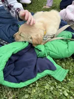 Shortstop, a male Golden Retriever for sale in Lykens, PA – Photo 5 of 5