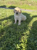 Shortstop, a male Golden Retriever for sale in Lykens, PA – Photo 4 of 5