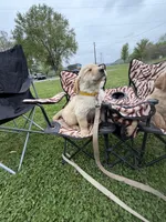 Shortstop, a male Golden Retriever for sale in Lykens, PA – Photo 3 of 5