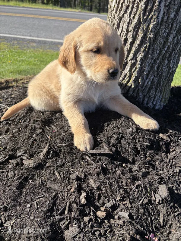 Honey – Golden Retriever puppy for sale in Lykens, PA