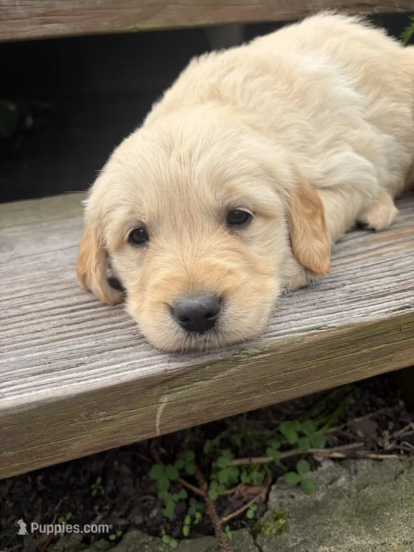 Honey – Golden Retriever puppy for sale in Lykens, PA