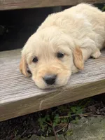Honey, a female Golden Retriever for sale in Lykens, PA – Photo 1 of 3
